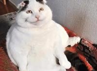 如果纲手和卡卡西交手，谁能取胜？