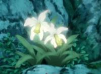 火影忍者博人传113集：中忍鹿戴做临时队长，博人惊讶用猪做向导