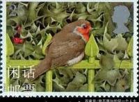 什么是“罗宾”？是勇敢，忠诚，神秘的英国国鸟，知更鸟