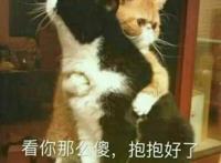 当海贼王成必然，他究竟是团宠男，还是个修罗帝？其实一切很明显