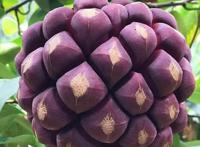 《海贼王》中那些有着神奇作用的恶魔果实，在现实中也有翻版