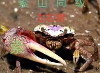 《海贼王》：山治PK索隆，他的腿瞬间被打断，高下立分