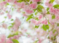 日本人家门口都会放几大瓶水，你知道是做什么用的吗？