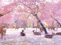 终于定啦！钟祥首座鹿岛公园10月1日起盛大迎客！