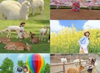 终于定啦！钟祥首座鹿岛公园10月1日起盛大迎客！