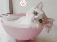 海贼王最新话：革命军队长全公布！这个霸气小姐姐快来pick一下