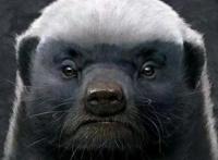 海贼王945话：愿天堂没有小豆汤，可怜的奎因兔碗已不够大妈折腾