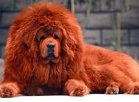 海贼王：理性分析一波赤犬，他真的好可怜