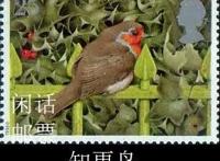 “罗宾”是什么？是勇敢、忠贞、神秘的英国国鸟，知更鸟！