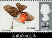 “罗宾”是什么？是勇敢、忠贞、神秘的英国国鸟，知更鸟！