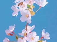 找出你最爱的壁纸：星空、美景、动漫都在这里，哪个才是你的最爱