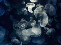 动漫壁纸，各取所需