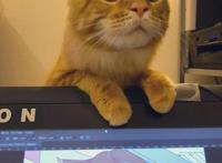 “猫咪萌娘”的画师，再放出新作品，原型真的是美女喵