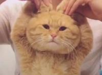 可爱动物头像来哒