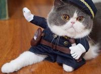 可爱动物头像来哒