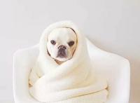 可爱动物头像来哒