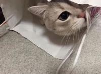 有没有可爱又不明显的情侣头像？