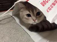 有没有可爱又不明显的情侣头像？