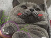 有没有可爱又不明显的情侣头像？