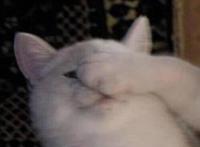 QQ·霸气·情侣头像：得不到就毁，我不是谁，我是你爸爸！