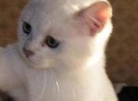 QQ·霸气·情侣头像：得不到就毁，我不是谁，我是你爸爸！