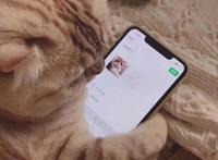 可爱猫咪情侣头像‖蜡笔小新、千与千寻动漫卡通头像