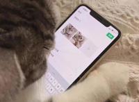 可爱猫咪情侣头像‖蜡笔小新、千与千寻动漫卡通头像