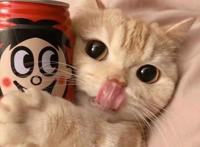 可爱猫咪情侣头像‖蜡笔小新、千与千寻动漫卡通头像