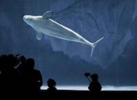 动漫情头｜此生棠棣开荼蘼