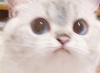 可爱动漫情头，你值得拥有