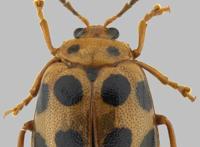 世界首次报道！海珠湿地公园发现昆虫新物种