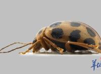 世界首次报道！海珠湿地公园发现昆虫新物种