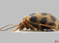 以“海珠”命名！广州海珠湿地发现昆虫新物种