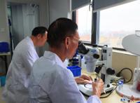 以“海珠”命名！广州海珠湿地发现昆虫新物种