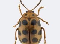 广州发现稀有新物种！以“海珠”命名！