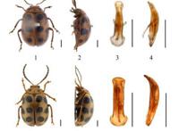 广州发现稀有新物种！以“海珠”命名！