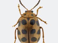 全球首次发现！以广州的“海珠”命名！