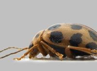 全球首次发现！以广州的“海珠”命名！