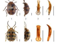 全球首次发现！以广州的“海珠”命名！