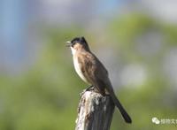 云南大理&云龙天池国家级自然保护区鸟类&昆虫记录