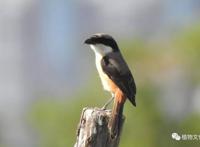 云南大理&云龙天池国家级自然保护区鸟类&昆虫记录