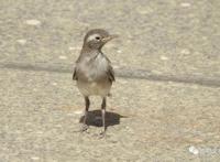 云南大理&云龙天池国家级自然保护区鸟类&昆虫记录