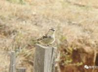 云南大理&云龙天池国家级自然保护区鸟类&昆虫记录