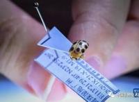 广东科研团队在城市湿地发现一个稀有昆虫新物种