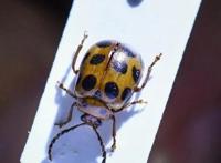 广东科研团队在城市湿地发现一个稀有昆虫新物种