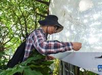 广东科研团队在城市湿地发现一个稀有昆虫新物种