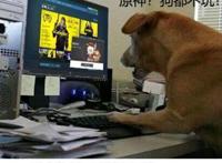 原神？2077？我直接充了永久的P站会员！