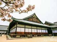 日本京都首屈一指的赏樱胜地，拥有“樱花王者”称誉的八重樱！