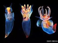 精灵宝可梦——神奥霏欧纳和苍海的王子玛纳霏