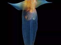 精灵宝可梦——神奥霏欧纳和苍海的王子玛纳霏